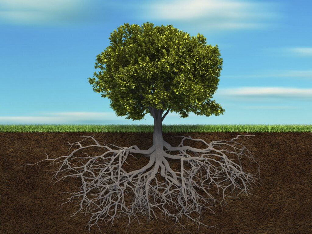 tree and roots